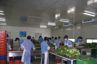 广州蔬菜配送与食材服务 让城市生活更美味更便捷